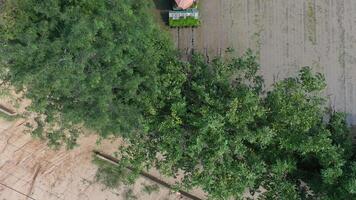 top view of a agriculture vehicle machine transplant rice seedling in a paddy field in the open sky day from drone view. video