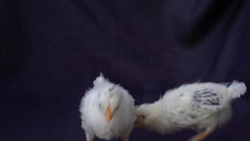 two baby Hamburg Chicken are standing on dark cloth background. video