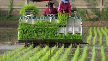 close up to agriculture vehicle machine transplant rice backside view in a paddy field in the open sky day. video