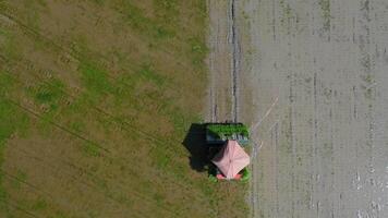 top view of a agriculture vehicle machine transplant rice seedling in a paddy field in the open sky day from drone view. video