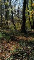 Man running in trees and bushes video