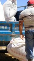 Man loading sack video