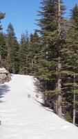 Snowy Path Drone View video