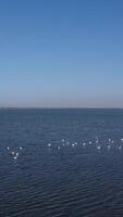 Flock of Flamingo Overhead View video