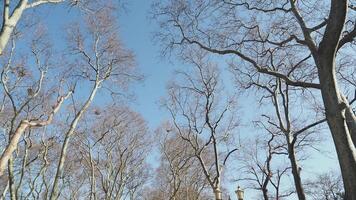 Branches of deciduous trees in the park in spring sunny weather, video