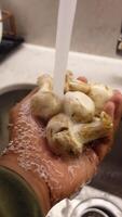 Washing Fresh Mushrooms Under Running Water to Keep Them Clean and Safe video