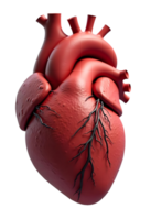 3D model of human heart transparent image png