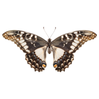 Beautiful Clipper Butterfly with Open Wings on a Transparent Background Perfect for Insect and Butterfly Photography png