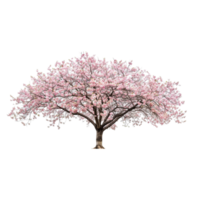 Full Blooming Cherry Blossom Tree Isolated on a Transparent Background for Spring and Nature Photography png