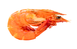 Side view of single red or orange cooked or steamed prawn isolated with clipping path in file format png