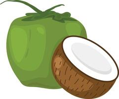 illustration of coconut on a white background vector