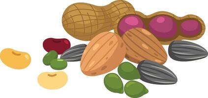 illustration of on nuts a white background vector