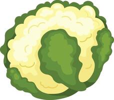 illustration of Cauliflower on a white background vector