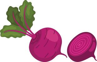 illustration of beetroot on a white background vector