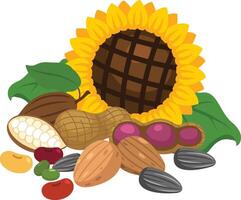 illustration of on nuts a white background vector