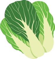 illustration of napa cabbage on a white background vector