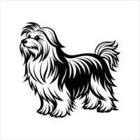 The Maltese puppy stood proudly its fluffy vector