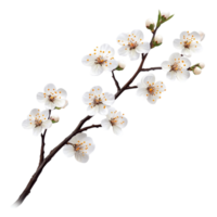 white flowers on a branch with a transparent background png