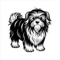 Curious Maltese Puppy Standing. vector