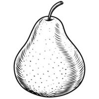 a pear is drawn in a hand drawn style vector