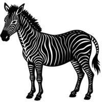 a black and white zebra standing in front of a white background vector