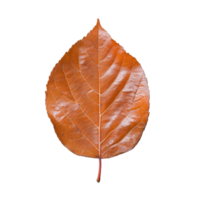 Brown Leaf on Transparent Background with Detailed Texture and Natural Patterns png