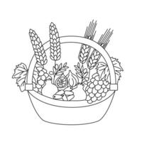 Illustration of a basket with fruits, grapes, dates, pomegranate, rye, wheat, figs in line style. vector