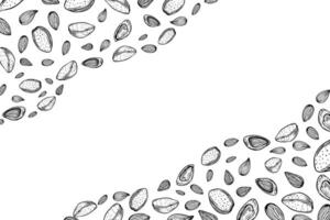 Graphic peeled and unshelled almond horizontal frame in black and white color. Monochrome nuts illustration. Empty space for text. Healthy food ingredient etching drawing for package design, menu vector