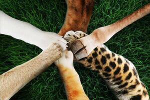 Funny animals keep their paws together, top view. Teamwork and success, creative idea. Lion, dog, cat, monkey, leopard and giraffe together. Business and work. Help concept photo