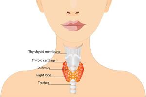 Thyroid gland location image. Endocrinology treatment of hypothyroidism vector