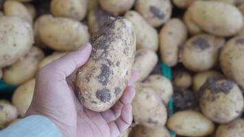 pov shot of man choosing fresh potato at the store video