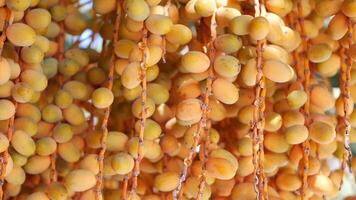 Golden Date Palm Fruits Are Hanging Down in Abundance, Creating a Stunning Visual Appeal video