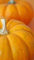Bright and Vibrant Orange Pumpkins Against a Soft and Subtle Background video