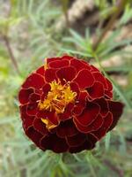 he image shows a close-up of a marigold flower with deep red petals and a yellow center, highlighting its intricate and vibrant details, making it a striking example of natural beauty. photo