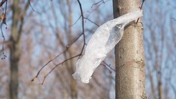 Plastic Bag Caught on Tree Branch in a Public Park, environmental pollution video