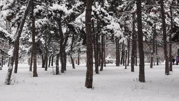 Unrecognizable people walking in snow covered park. Winter background. Tranquil landscape with falling snow between pine trees during snowfall in winter dense woods in cold weather video