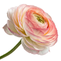 Close-up of a Delicate, Peachy-Pink Ranunculus png