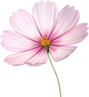 Artistic Cosmos flower clipart for web and branding. . png