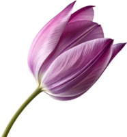 Elegant Tulip flower icon for logos and branding. . png