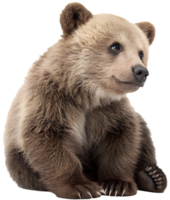 Adorable Grizzly bear with lively expression for projects. . png