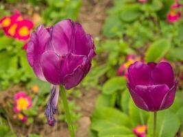 Two purple tulips are in the middle of a field photo