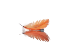 Delicate orange feather resting on smooth surface with soft reflection in calm light png