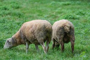 Two sheep grazing in a grassy field photo
