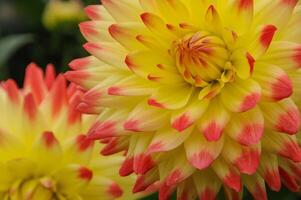 A close up of a yellow and red flower photo