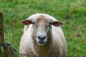 A sheep standing in a field with a fence photo