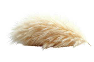 Natural fluffy pampas grass in soft beige color for decorative use in home and garden settings png