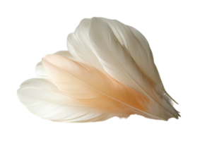 Delicate white and peach feathers arranged artistically on a neutral background for decorative purposes png