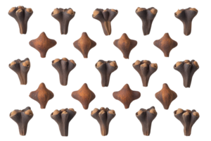 Unique fossil specimens displayed on a white background showcasing distinct shapes and textures, emphasizing ancient life forms png