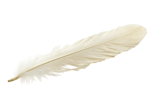 Elegant white feather resting on a plain background, highlighting its delicate structure and smooth texture png