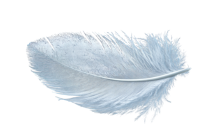 Soft blue feather resting on a white surface showcasing delicate textures and intricate fluffiness png